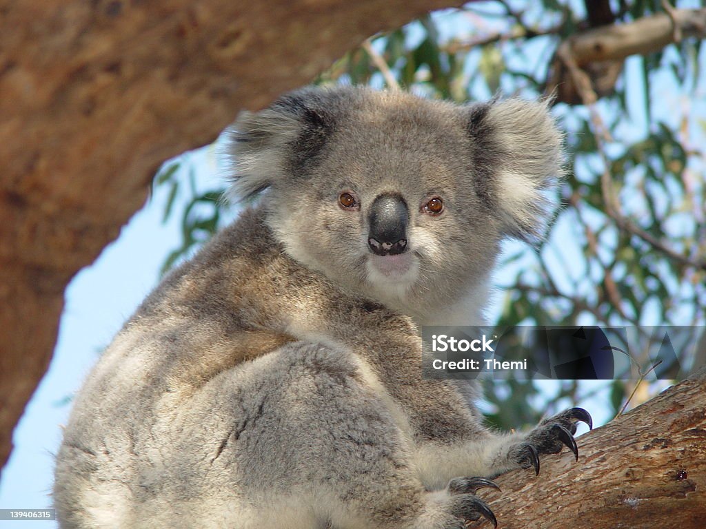 Koala - Foto de stock de Aire libre libre de derechos
