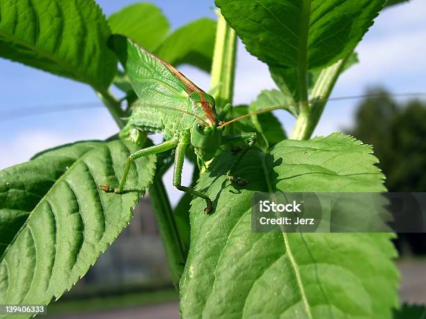 Photo libre de droit de Vert Cricket banque d'images et plus d'images libres de droit de Camouflage - Camouflage, Couleur verte, Feuille