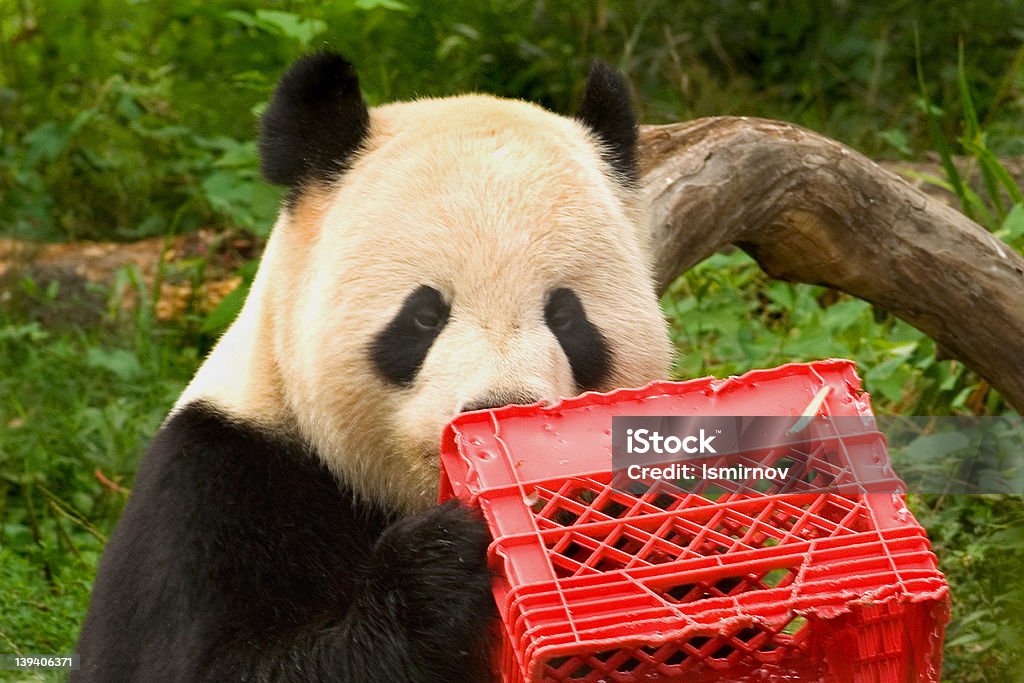 panda géant avec du lait caisse 1 - Photo de Asie libre de droits