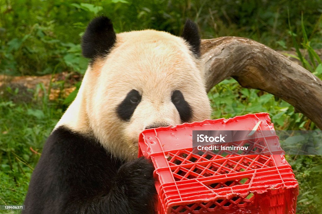 Большая панда с молоком crate 1 - Стоковые фото Азия роялти-фри