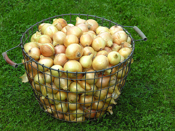 Onions in the basket stock photo