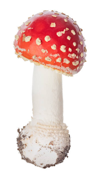 istock small spotted red fly agaric mushroom on white 1394063860