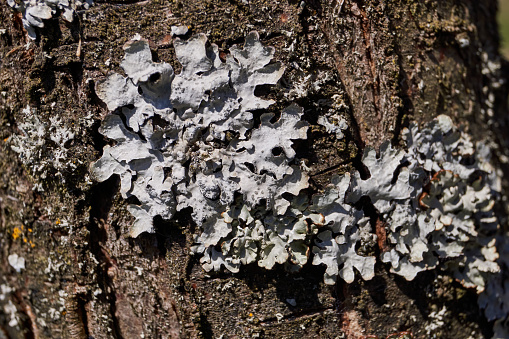 Parmelia sulcata (lat. Parmelia sulcata) - type of lichen genus Parmelee (Parmelia) family Parmeliaceae (Parmeliaceae).