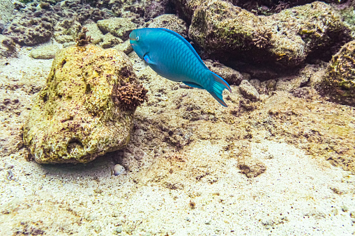 Underwater life in Curaçao