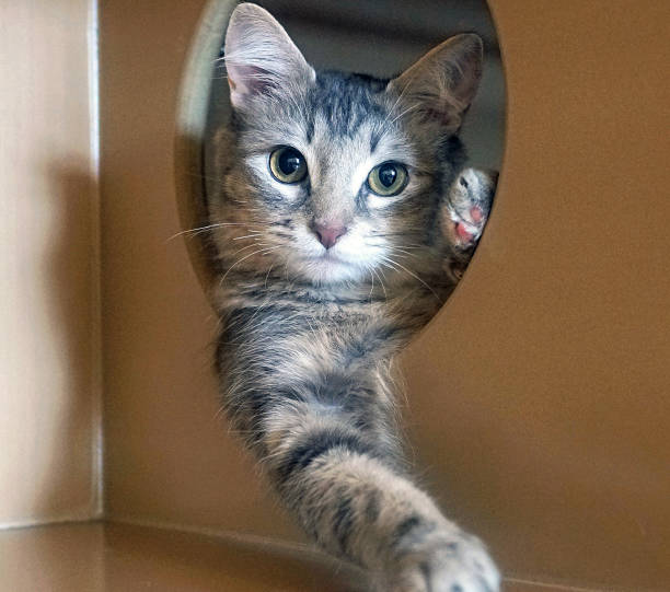istock Shelter kitten:   
Young tabby tortoiseshell kitten is striking a pose in her condo enclosure. 1394063992