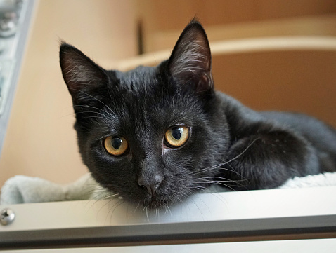 black cat looking into camera white background