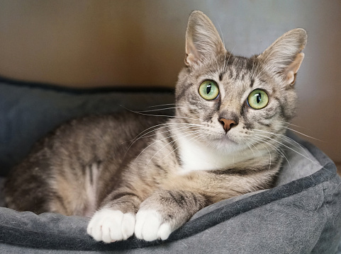 Shy and a bit nervous, yet gaining confidence in her shelter environment.