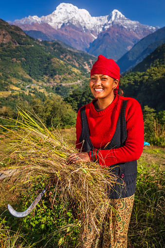 Nepali young woman cutting a grass in her village, Annapurna Range on the background. The Annapurna region is in western Nepal where some of the most popular treks (Annapurna Sanctuary Trek, Annapurna Circuit) are located. Peaks in the Annapurnas include 8,091m Annapurna I, Nilgiri and Machhapuchchhre. The Annapurna peaks are among the world's most dangerous mountains to climb.