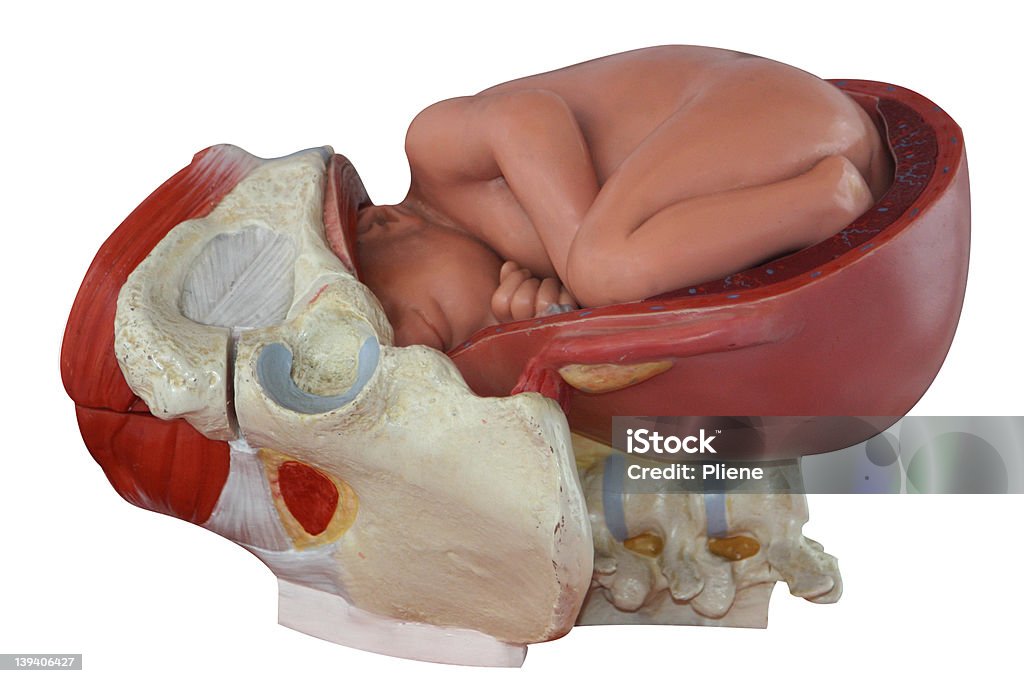 Baby-alter Fötus Modell I - Lizenzfrei Anatomie Stock-Foto