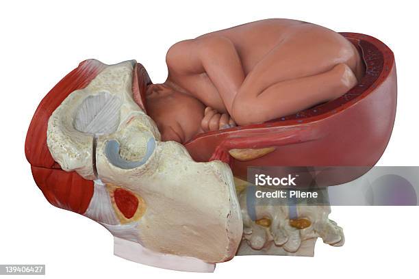 Babyalter Fötus Modell I Stockfoto und mehr Bilder von Anatomie - Anatomie, Fotografie, Fötus - Menschliche pränatale Entwicklung