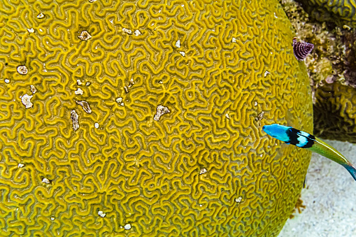 Underwater life in Curaçao