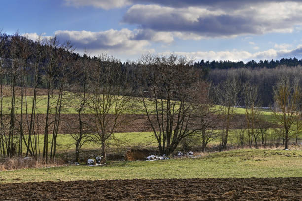 istock trees in a line 1394066525