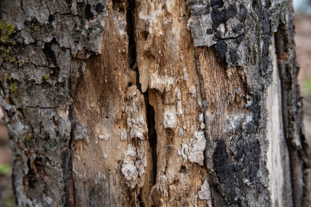 istock Close bark tree texture, natural wooden background. 1394066596