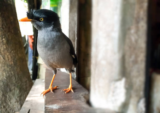 Crested Myna (Formal Name: Acridotheres cristatellus) with blurry background.