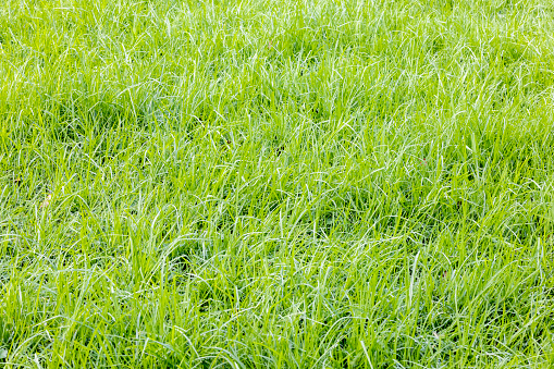 Field of grass, nature background with copy space, full frame horizontal composition