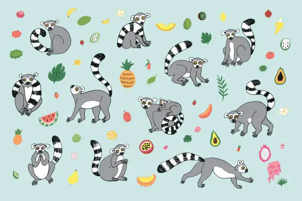 Vector illustration of lemur animal vector illustrations set