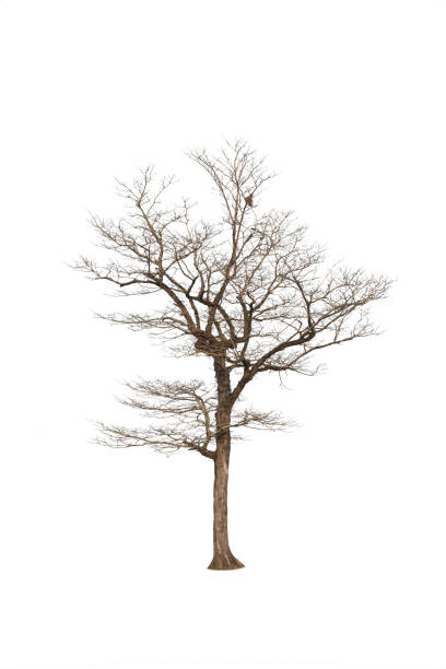 istock Single old big and dead tree dead isolated on white background.Large trees database Botanical garden organization elements of Asian nature in Thailand, tropical trees isolated used for design. 1394069165