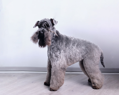 Kerry Blue Terrier dog in the rack side view with pigtails on the beard.