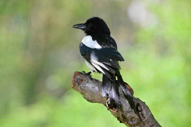 istock European magpie (Pica pica) 1394069472