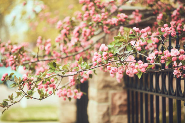 Spring background with pink cherry blossoms in full bloom on branches extending over a wrought iron fence