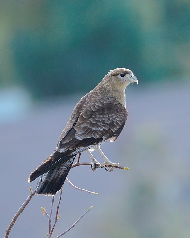 A single Chimango Caracara, a common urban scavenger in South American towns and villages, perches on a street-side tree amid the suburbs of Santiago de Chile