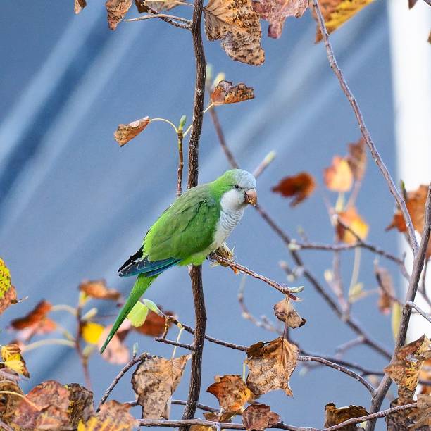 A Monk Parakeet (Myiopsitta monachus), or “Loro” to the locals, a widespread and common Chilean species, feeds on the fruits of a suburban tree by the roadside in Santiago de Chile. Originally centred on the plains of Argentina, this species has become more widespread in South America and, through the pet-trade, managed to colonise parts of North America.