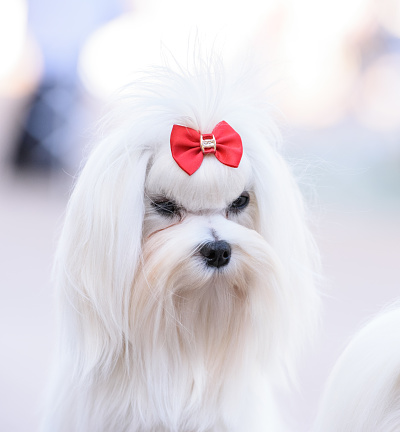A beautiful and fashionable Maltese dog with a red bow on her head. Close-up.