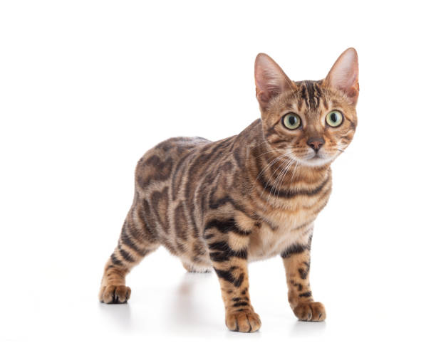 istock Portrait of a brown bengal cat 1394071499