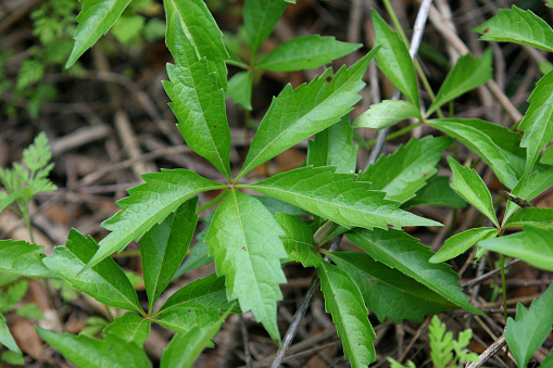 Virginia creeper on the ground