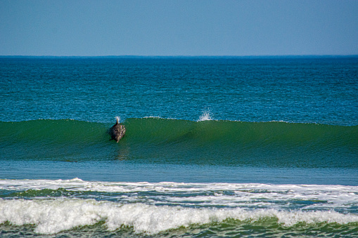 A pod of dolphins surfs along the coast of North Carolina.