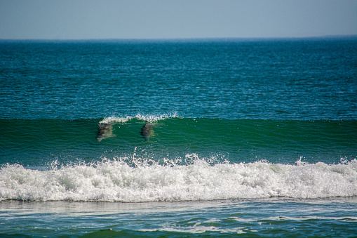A pod of dolphins surfs along the coast of North Carolina.