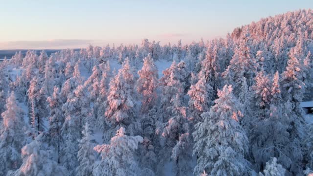 Aerial view of a forest in winter in Overtornea, Sweden.