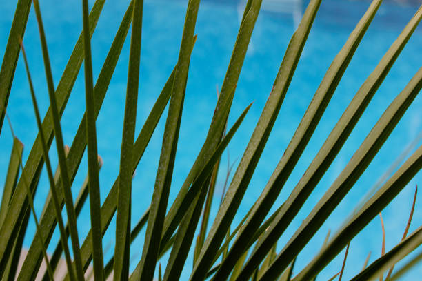 Close up of green palm leaves on the deck of a swimming pool with water in the background