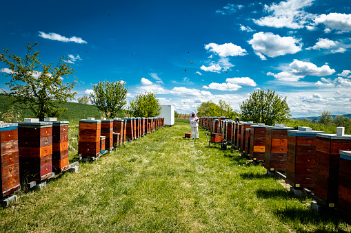 Landscape aerial shot of beehives full of hives and bees flying on a green field. Clear blue sky and green grass. Stock photo.