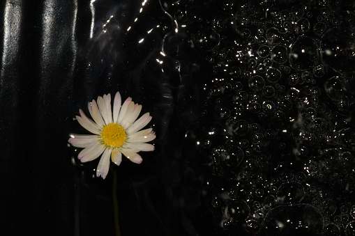 daisy flower in ripple black water, abstract summer design, black and white perfect composition