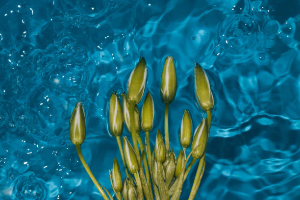 abstract blue water background with green plant, creative summer concept, ripple water