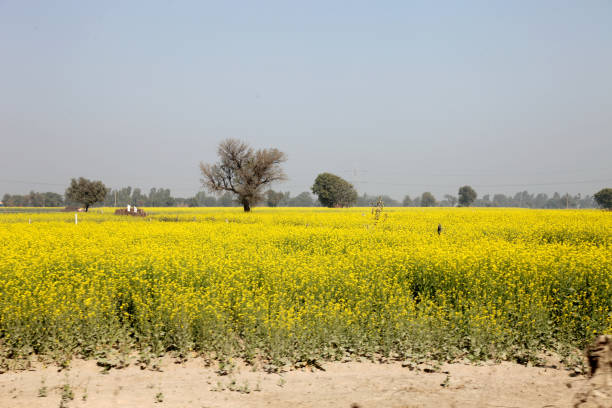 campo orgânico da cultura de mostarda - mustard plant mustard field clear sky sky - fotografias e filmes do acervo
