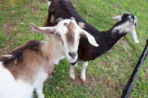 A  brown and white kid goat, standing in front of a black white goat, in a pen on a farm smiling at the camera.