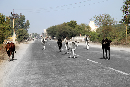 Homeless cow herd walking on road.