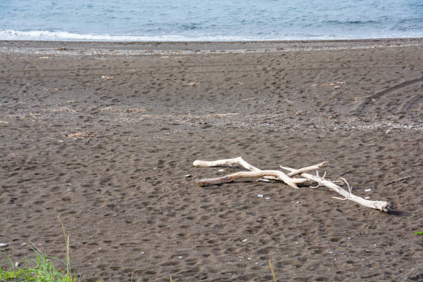 madera a la deriva lavada en una playa de arena - sea of okhotsk fotografías e imágenes de stock