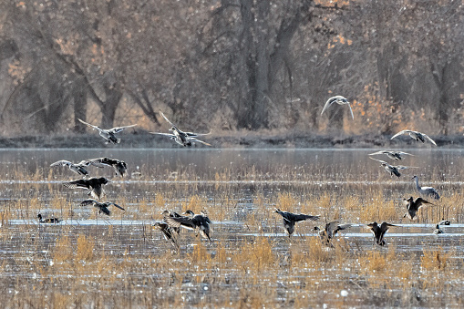 Flock of Pintail ducks flying, preparing for landing on marsh in wildlife refuge in New Mexico in southern United States of America (USA).