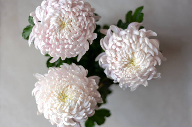 istock Pink chrysanthemum flowers 1394092421
