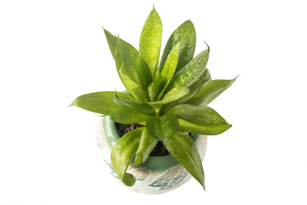 istock Home ornamental plant Sansevieria in a ceramic planter, top view.White isolated background. 1394092514