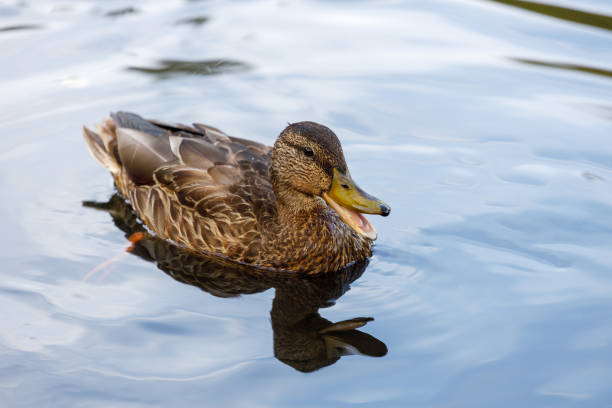 istock wild duck in nature with an open beak. horizontal frame 1394093855