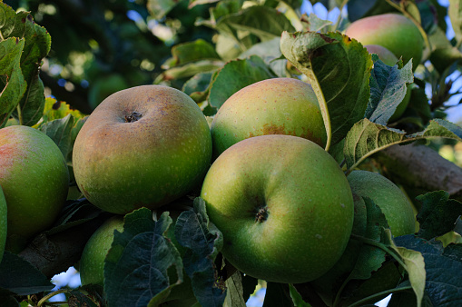 Close-up of organic green apples ripening on an apple tree on a Central California farm.\n\nTaken in Watsonville, California, USA.