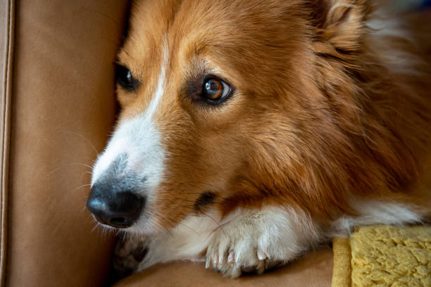 istock A corgi dog resting on the sofa 1394098490