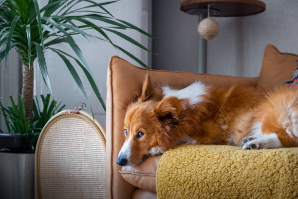 istock A corgi dog resting on the sofa 1394098518