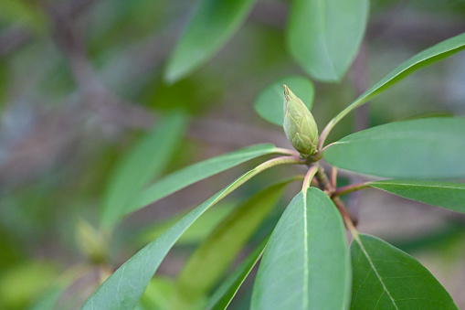 Bud of Magnolia