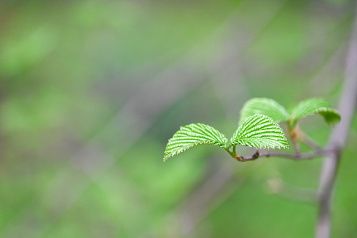 Close up of early growing tree leaves in spring