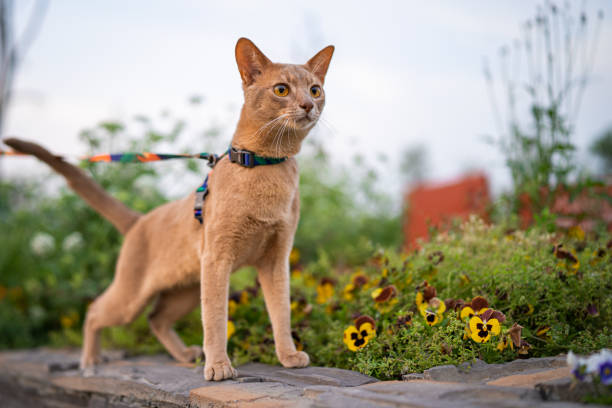 istock An Abyssinian cat plays outdoors on a sunny day 1394105339